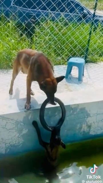 Друг спас жизнь друга ❤️🤩🐕👍💖