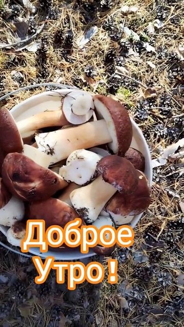 Лето. Август.