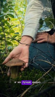 3 секретных правила грибников-зумеров