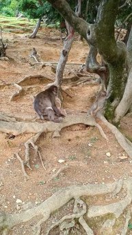 Парк обезьян. Япония. Киото.