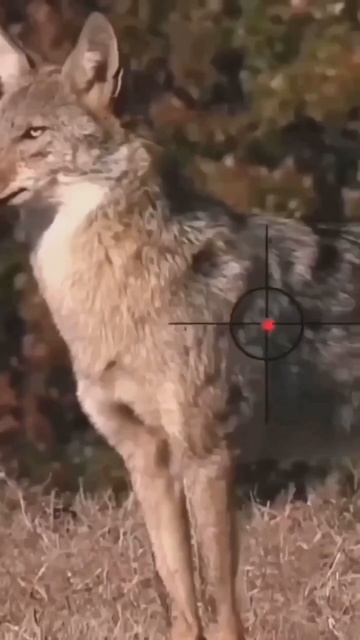 Охота 🎯🐺