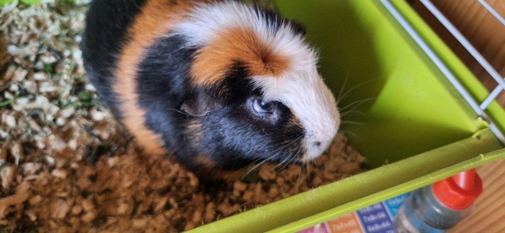 морская свинка шустрик