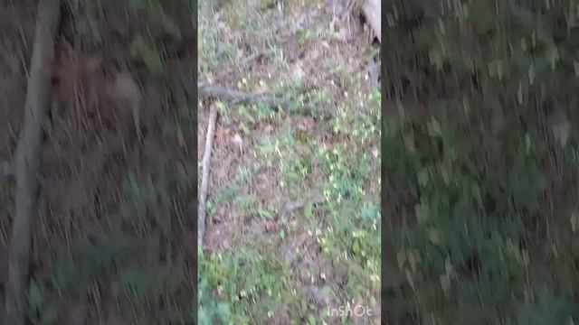 Вторая вечерняя поездка за лисичками.