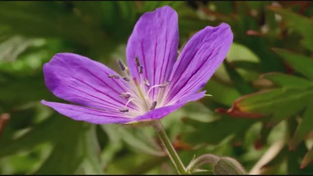 Царство Растений , 3 серия из 3. Выживание Survival