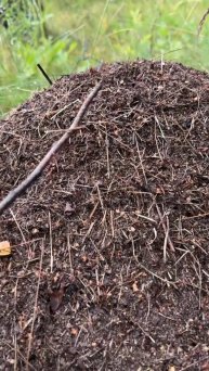 Средство от муравьёв и не только 🐜