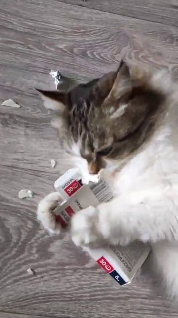 Надо грызть #кошка #кот