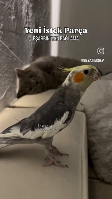 турки попугай