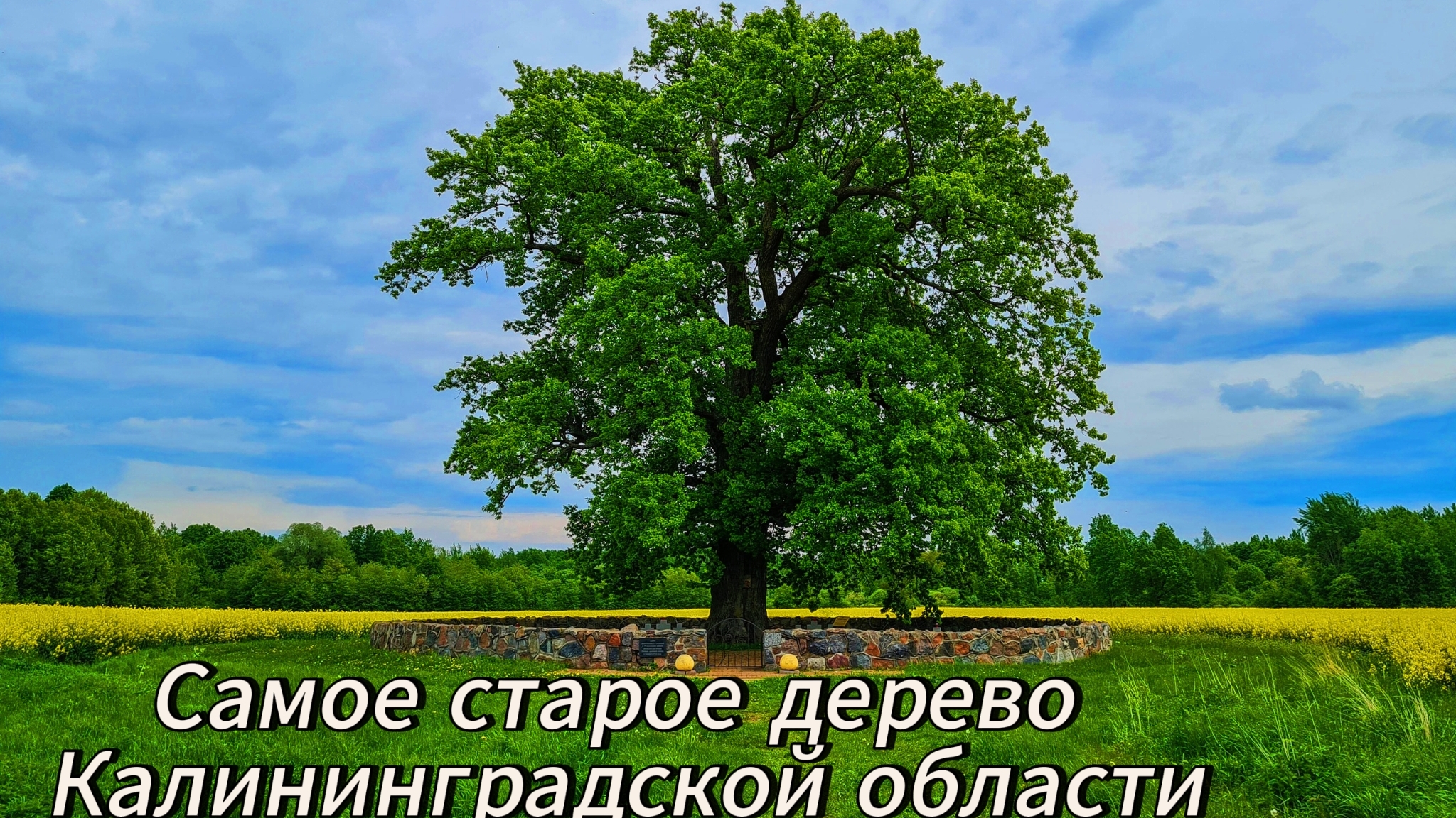 САМЫЙ СТАРЫЙ ДУБ КАЛИНИНГРАДСКОЙ ОБЛАСТИ / ПАРА НОРМАЛЬНЫЕ