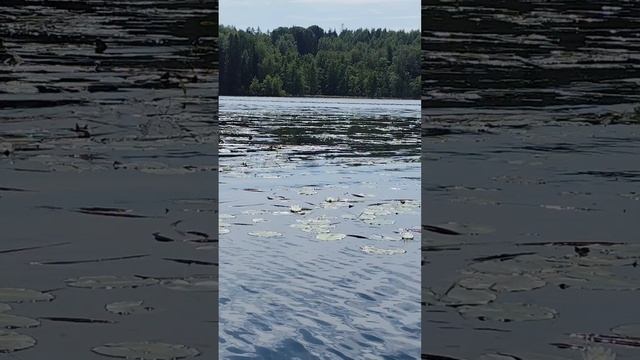 Исследуем Поддубское озеро на Сапе. #природа #лето #озеро #путешествия