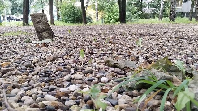 Влог с тренировки на хорсе Спирите