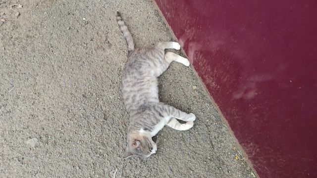 Кот плавится от жары