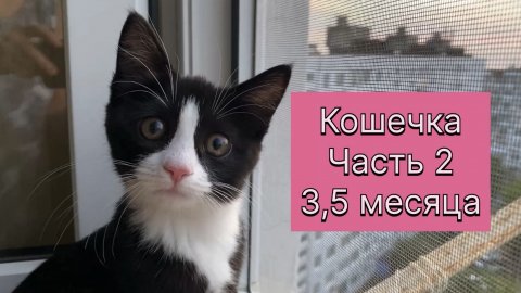 Знакомство с роботом пылесосом. Кошка познает мир и очень любит воду. 9 июля 2025 г.