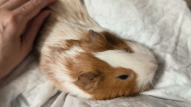 Вакари. релакс