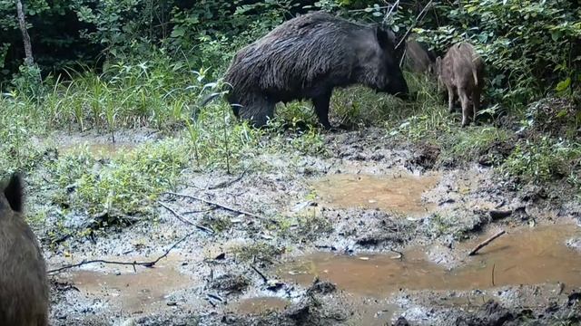 Кабанчики видео фото ловушки