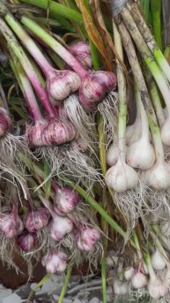 Уборка озимого чеснока, мой результат #чеснок #огород