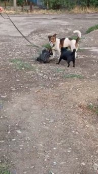 Передерока- приют на вечернем моционе.