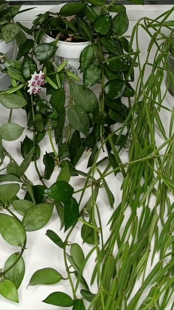 Хойя Куртиси (Hoya Curtisii) мои цветы
