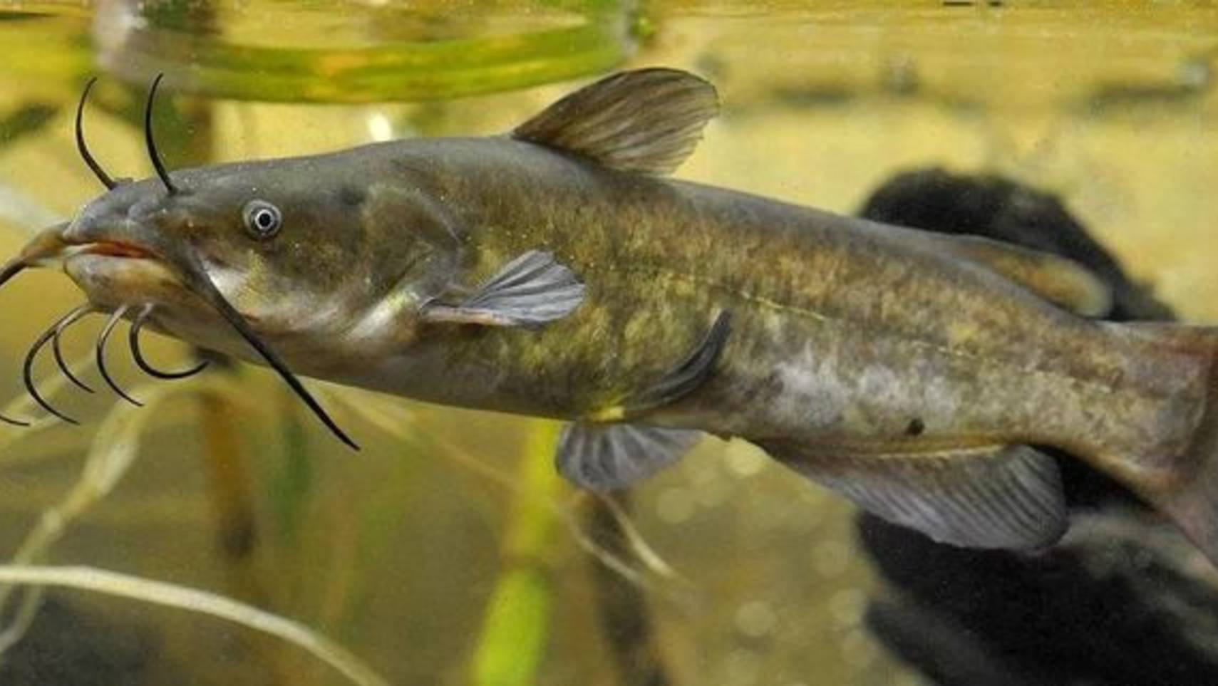 Реальная рыбалка 2. Канальный сомик