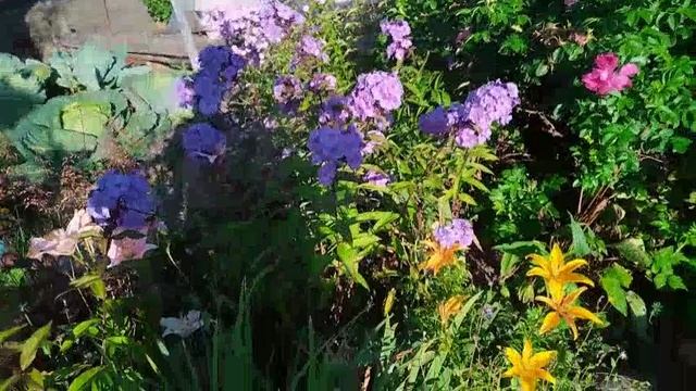 На даче убираем чеснок,собираем урожай и любуемся красотой