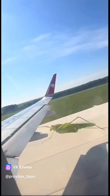 Бедняжка кузнечик