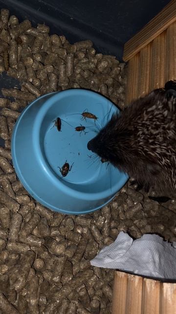 Хрусть-хрусть