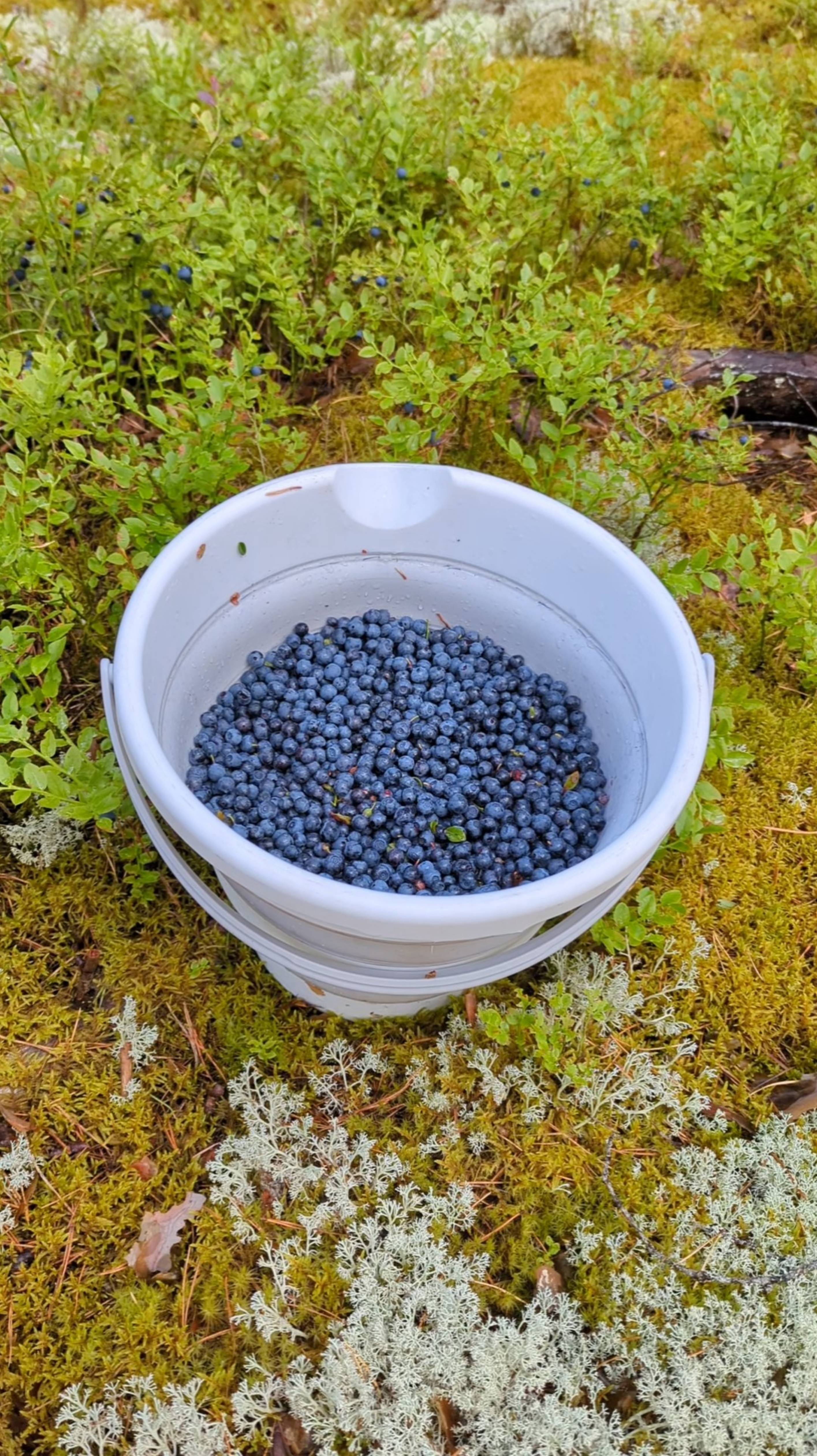 Ждём грибы и продолжаем собирать чернику, Лодейнопольский район ЛО, 08.08.25г.