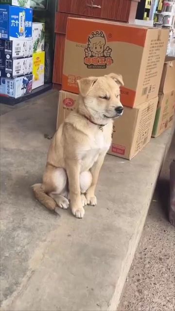 VID_20250809_000357_386.mp4