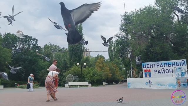 Собачка гоняет голубей