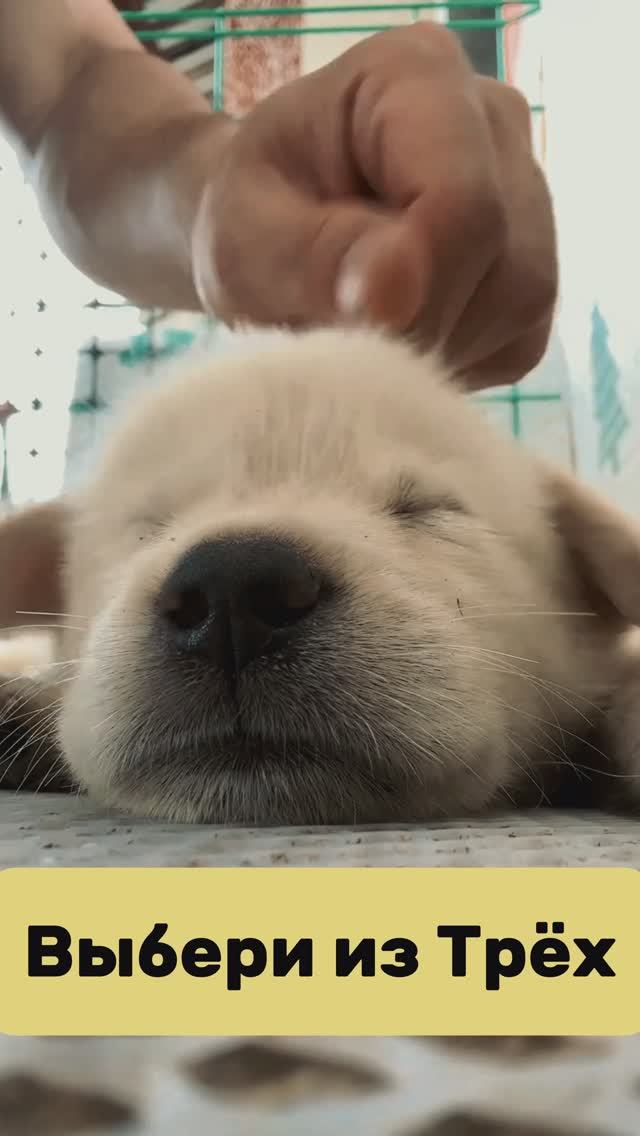 Выбери из трёх собак.