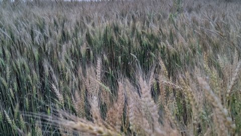 Поездка на дачу, кислица, лес