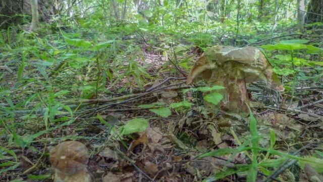 Удачная охота.