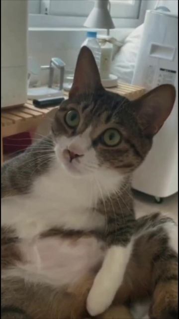 Смешные коты #71-5