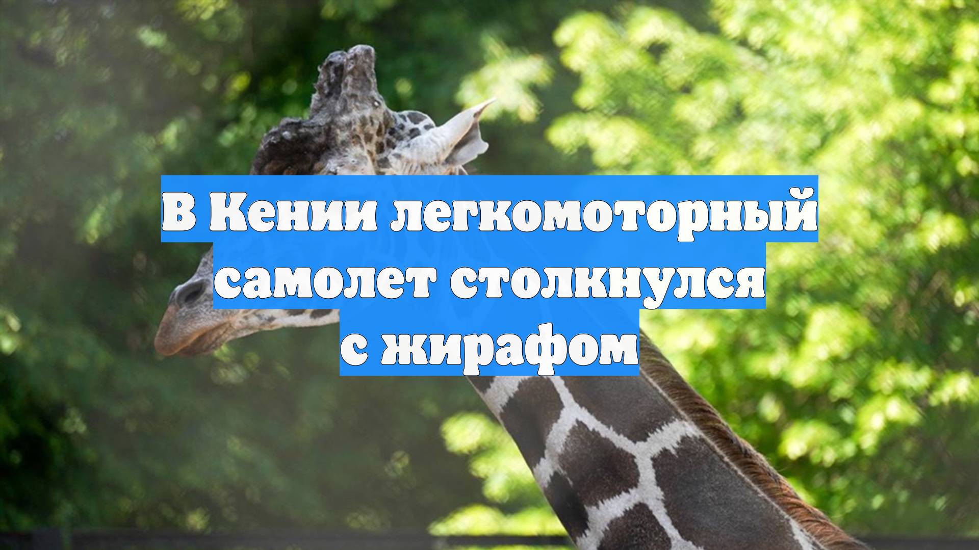 В Кении легкомоторный самолет столкнулся с жирафом