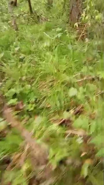 #грибы #Красноярск #2025 #лес #опята #август