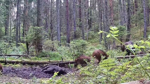 Кабаны видео