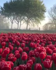 📍The Netherlands 🇳🇱