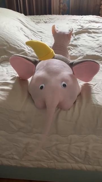 Очаровательный слоник❤️