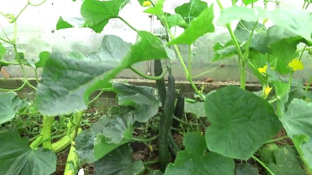 Обзор огурцов. Необычные сорта