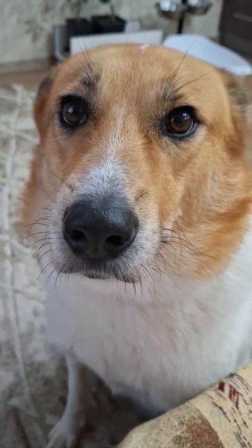 Собаки-это ангелы!