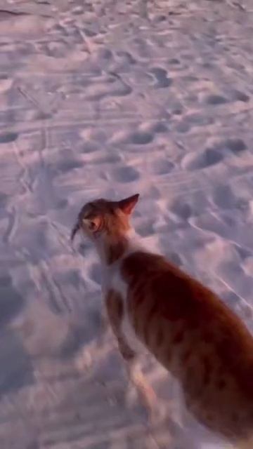 Рыжий рыболов))