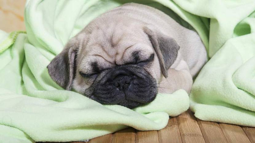 Кинолог дал совет по действиям при кошмаре у спящей собаки