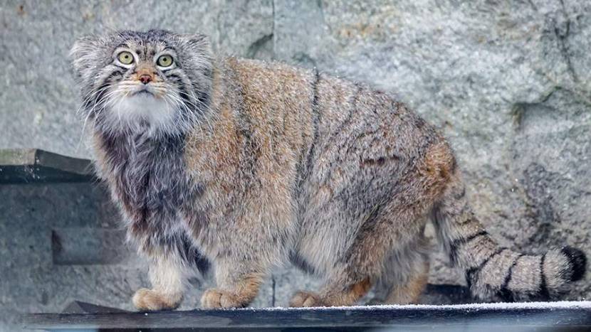 Манул Тимофей из Московского зоопарка стал самым обсуждаемым котом в российских медиа