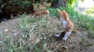 Две уличные кошки вместе воспитывают котят