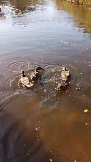 Утки на Ладоге