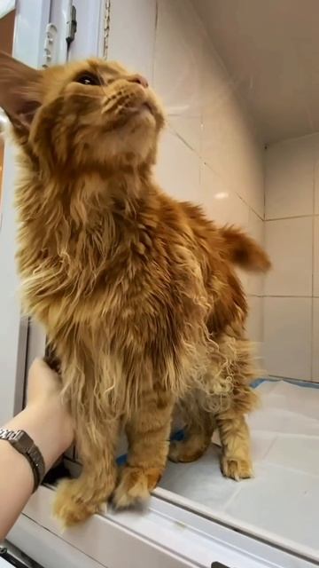 Домашняя жизнь обернулась кошмаром... | Тесла