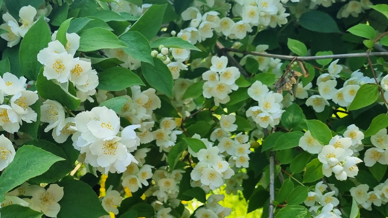 Разговоры, планы