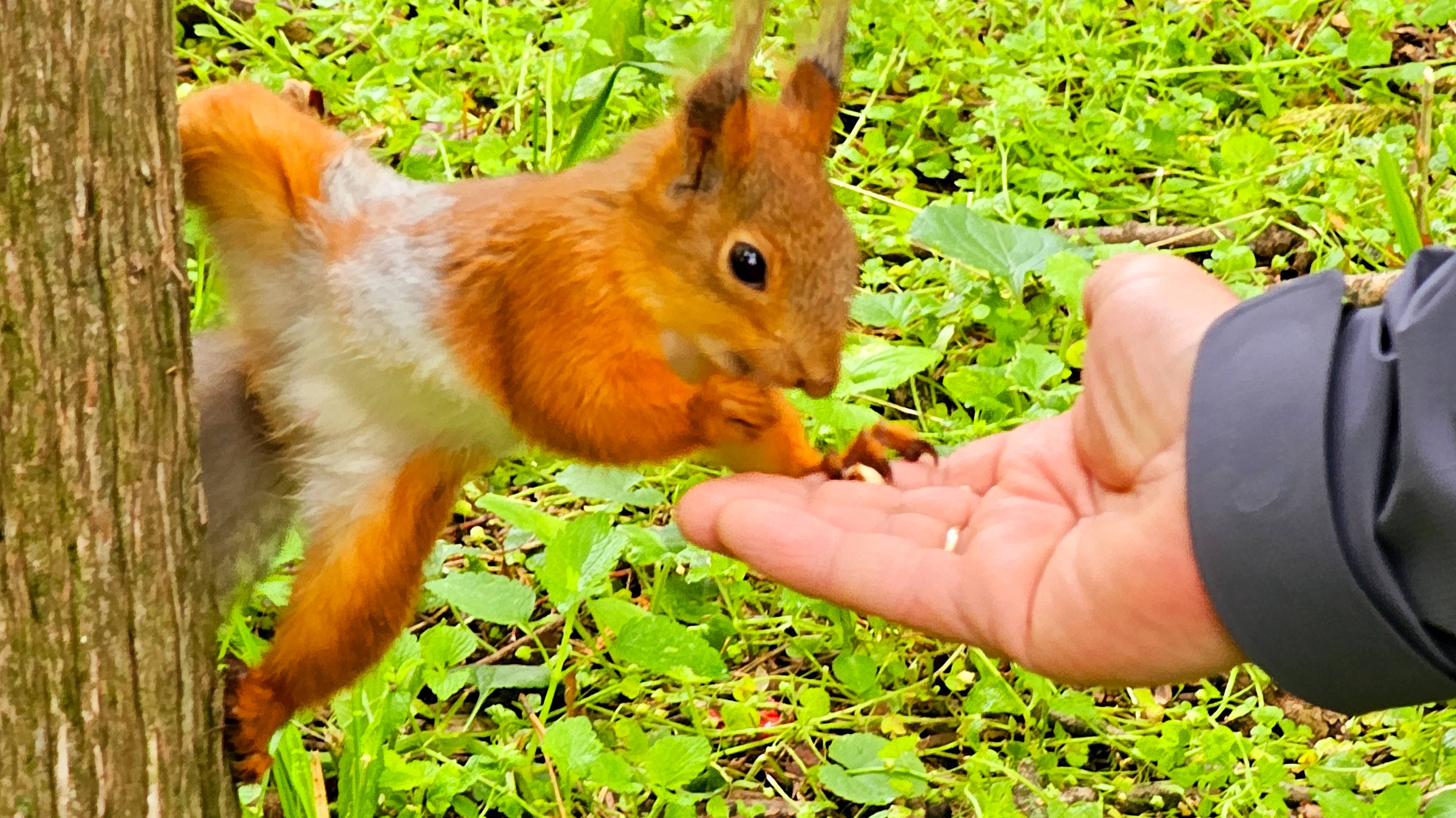 Любительница орехов.