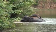 🐘Конфликт Камбоджи и Таиланда негативно влияет на связь людей и слонов