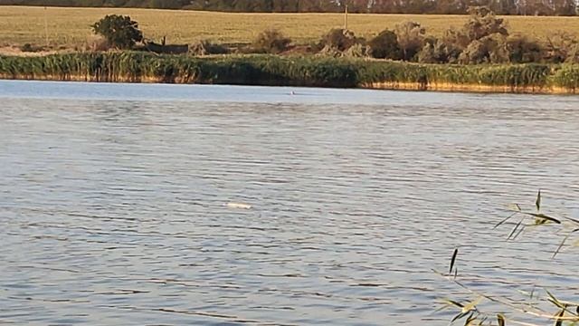 Дарьевский пруд, рыба плещется, вечер #1