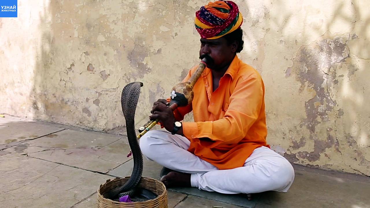 Кобра против заклинателя змей! Как проходит опасное шоу?